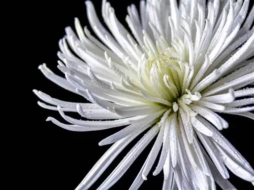 spider chrysanthemums