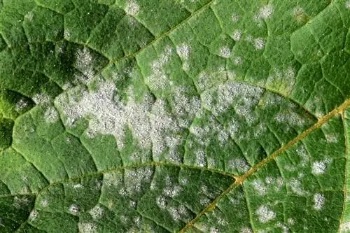 Enduit blanc sur les feuilles du chrysanthème