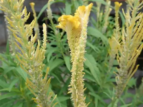 Celosia seeds para sa pagpaparami