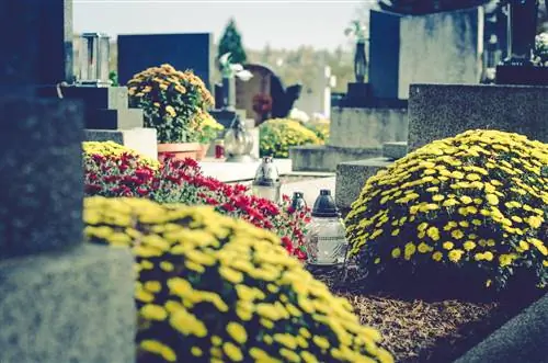 Chrysanthemum grave planting