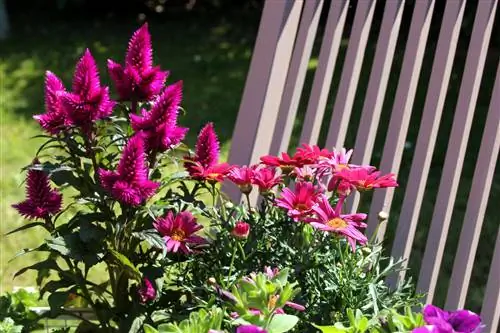 Celosia lehed rippuvad – mida teha?