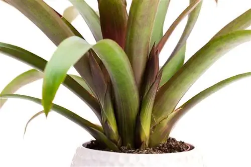 pemindahan bromeliad