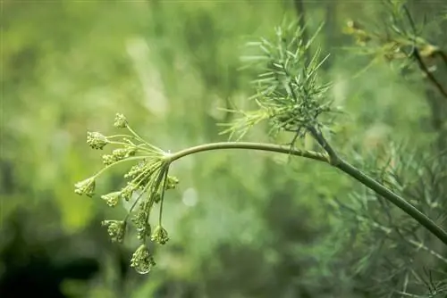 dill-bertukar-kuning