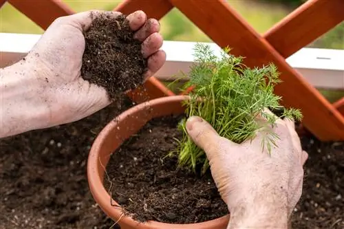 dill doesn't grow