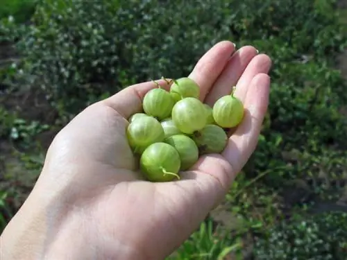 Malinis na gooseberries