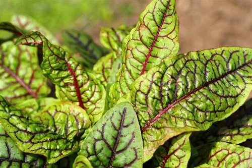 Acetosa in giardino: coltivazione, cura e utilizzo