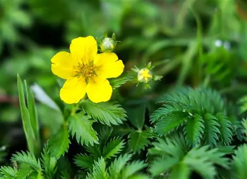 Cinquefoil. խորհուրդներ այգում հաջող մշակման համար