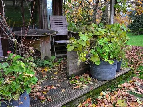 Géraniums sur une terrasse en automne