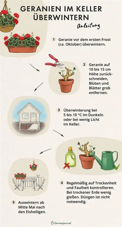 Illustrert veiledning om hvordan du kan overvintre pelargonier i kjelleren