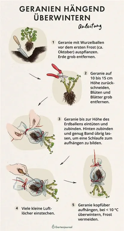 Instruccions il·lustrades sobre com hivernar els geranis en bosses