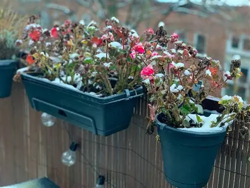 Geraniums parvekkeella lumessa