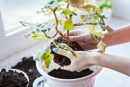 Geraniums za msimu wa baridi: Hivi ndivyo inavyofanya kazi bila matatizo yoyote