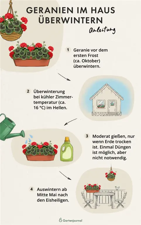 Instruccions il·lustrades sobre com hivernar els geranis a la casa i l'apartament