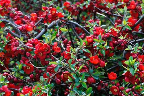 Ornamental quince nyob rau hauv lub vaj: kev saib xyuas, qhov chaw & propagation tswv yim