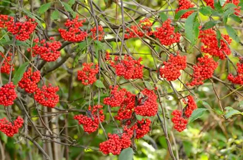 Grape elderberry