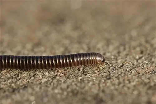 Con i piedi stretti nel terriccio