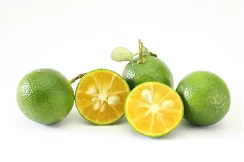 fruta calamansi