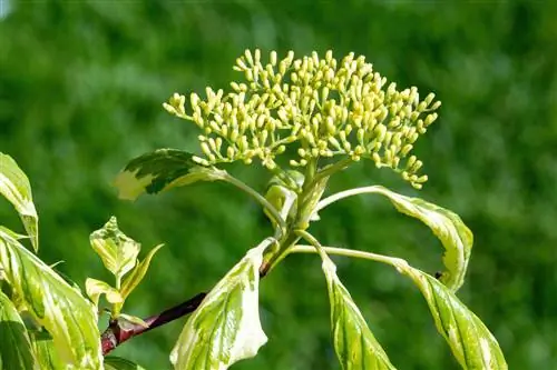 Dogwood leaves its leaves drooping - that could be the reason