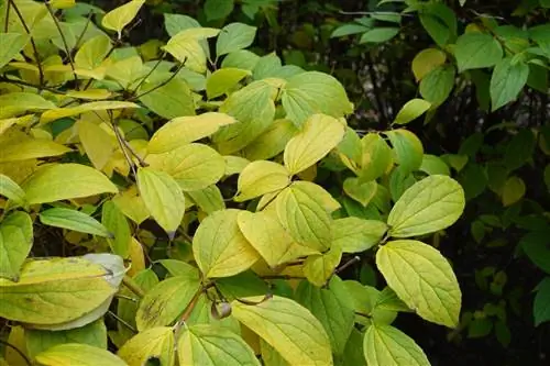 Daun kuning di dogwood: Inilah yang harus dilakukan