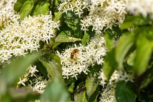 respectueux des abeilles du cornouiller