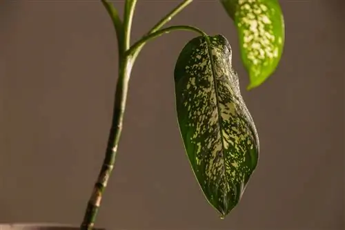 dieffenbachia blader hengende