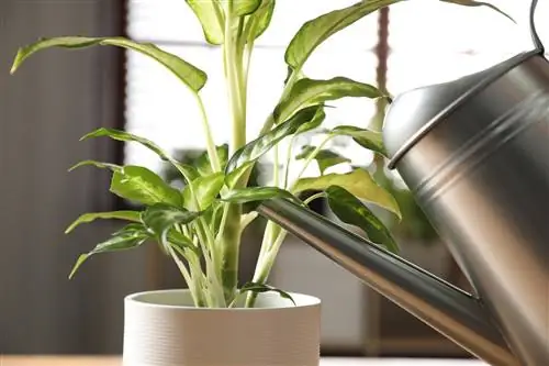 dieffenbachia-tips-over