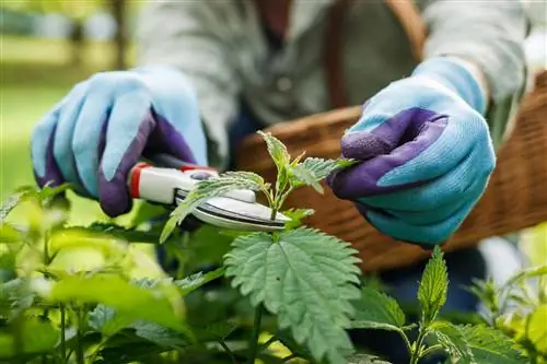 collecting nettle