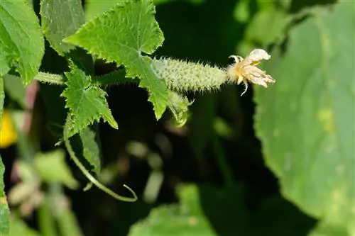 Stinging nettles hlob nyob rau hauv cucumbers - lub ntsiab lus thiab cov teebmeem