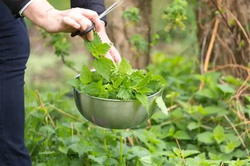 Cẩn thận loại bỏ những sợi lông châm chích khỏi cây tầm ma