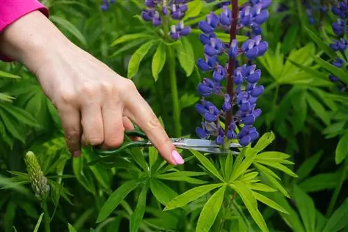 Tête de graine d'un lupin coupée