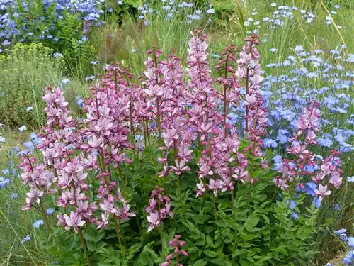 Il giardino ornamentale resistente alla siccità