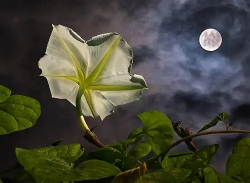 Un jardín para los noctámbulos: plantas aromáticas de luz de luna