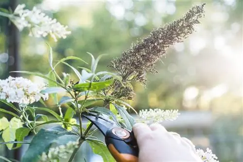 Blommor av en buddleia skärs av