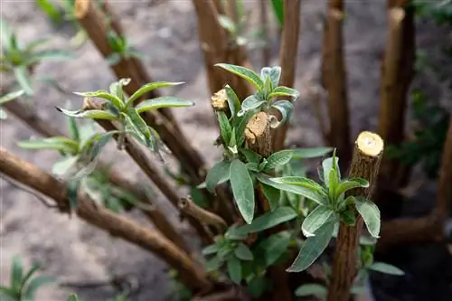 Buddleia pügamine