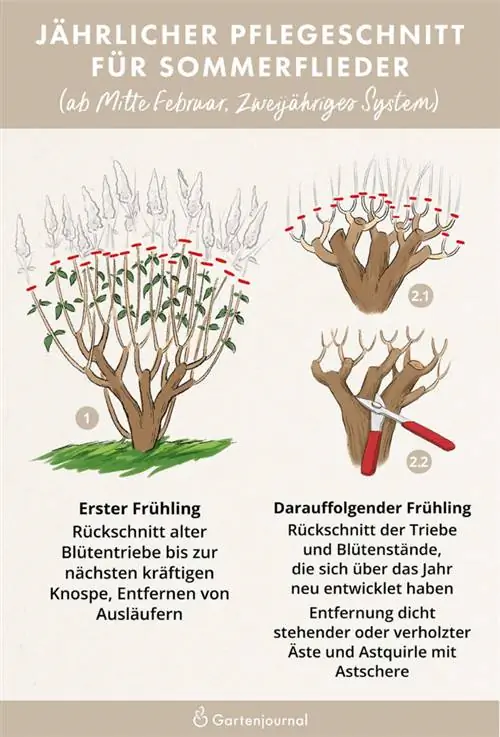 Illustrerade instruktioner som visar hur man skär fjärilslila