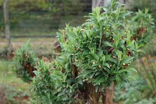 Buddleia'nın yeni sürgünleri