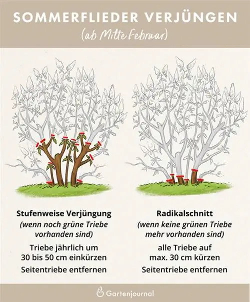 Illustrerade instruktioner om hur man skär buddleia i en kruka