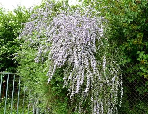 Buddleia střídavolistá