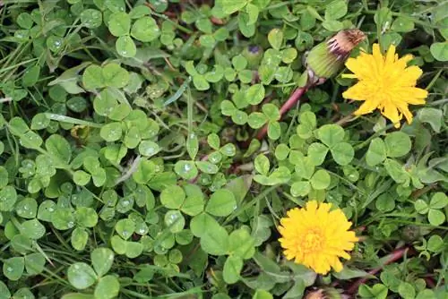 Clover in the lawn: More than just a weed