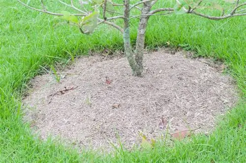 Korenine magnolije: Kako jih pravilno posaditi in skrbeti zanje