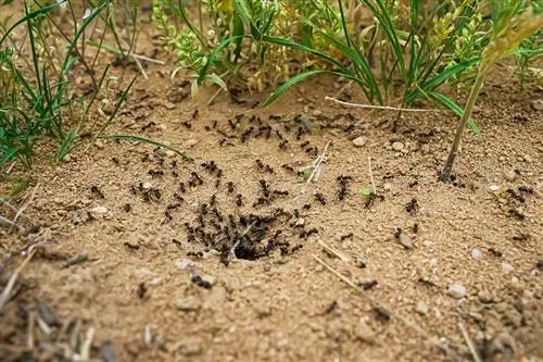 Fourmis nichant dans la pelouse