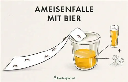 Piège à fourmis avec de la bière à titre d'illustration