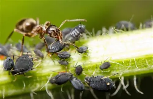 Susu semut embun madu daripada aphid hitam