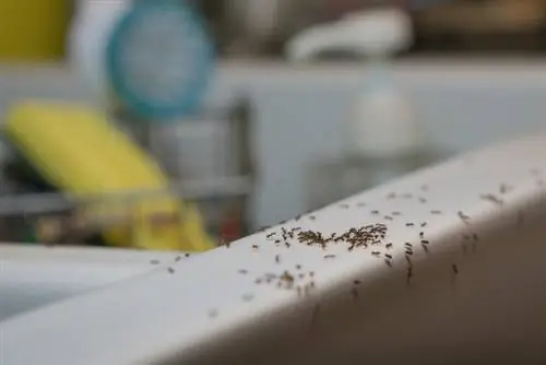 Ants köögis kraanikausis