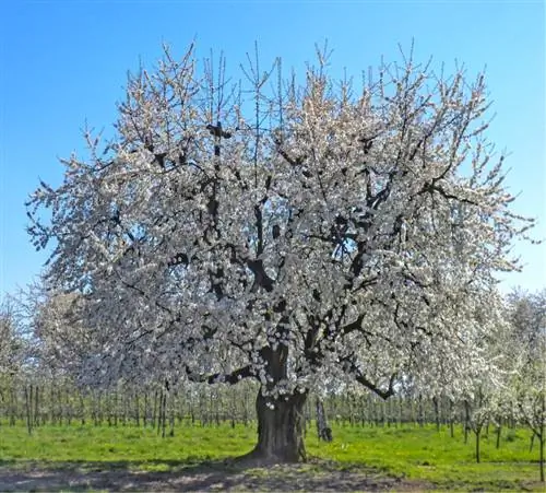 Leeftijd van de kersenboom