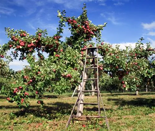 Kalk die appelboom