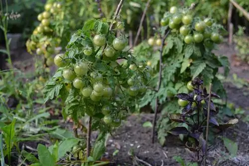 Basilico in giardino: quali piante si abbinano bene?