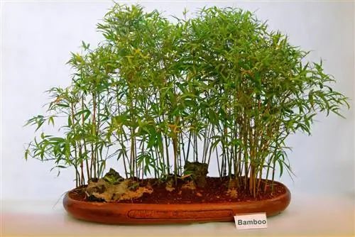 bamboe bonsai