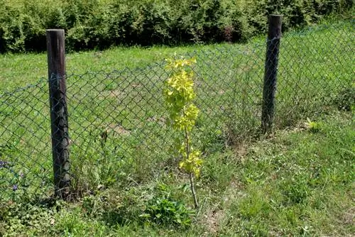 Le Ginkgo ne pousse pas