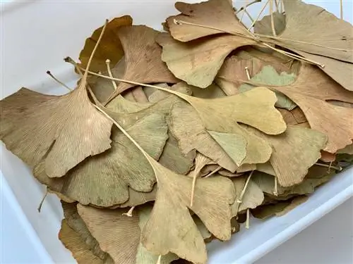 asciugare le foglie di ginkgo